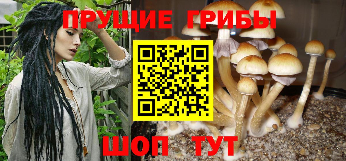 Галлюциногенные грибы Cubensis Губкинский